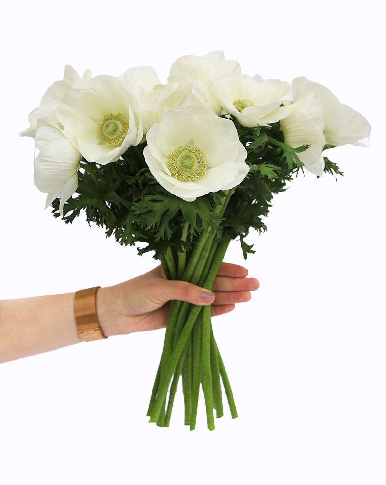 Mistral Plus® Bianco