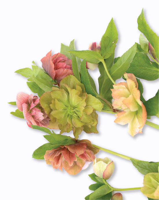 Double Ellen® Bicolor