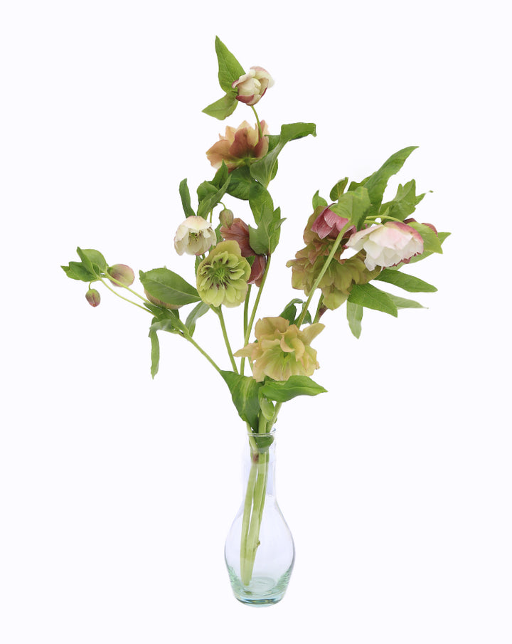 Double Ellen® Bicolor