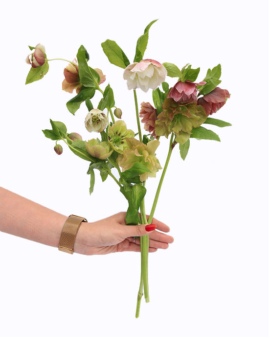 Double Ellen® Bicolor