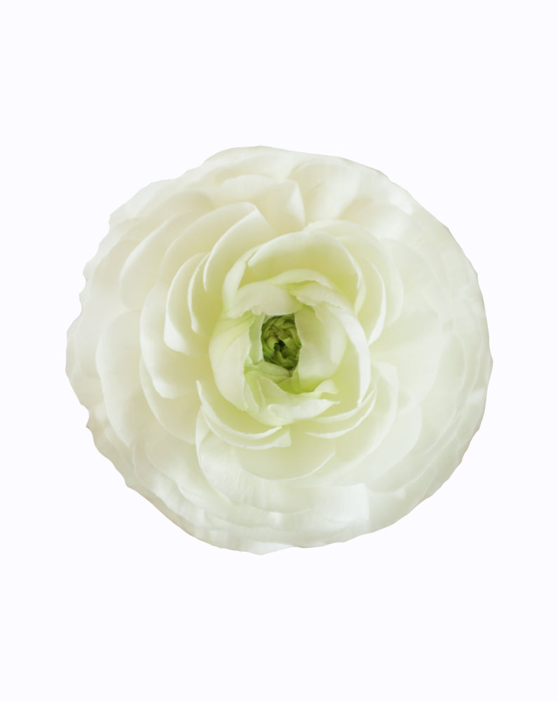 Cloni® Success® Bia