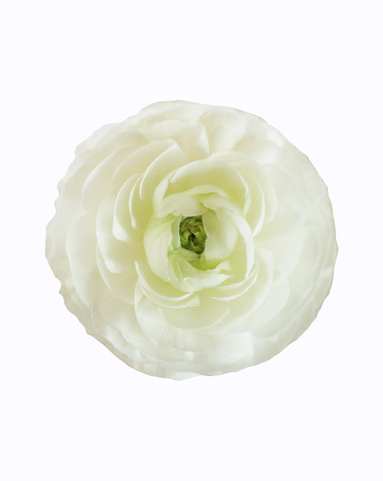 Cloni® Success® Bia