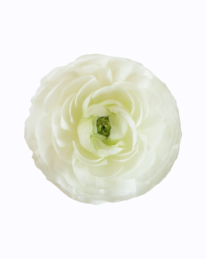 Cloni® Success® Bia