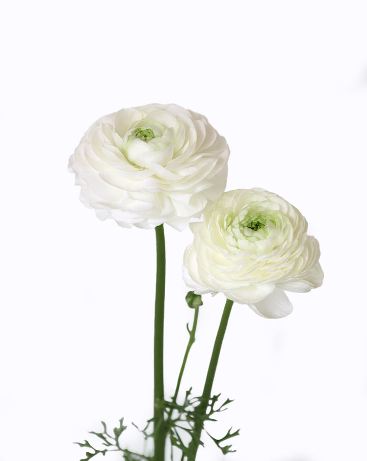 Cloni® Success® Bia