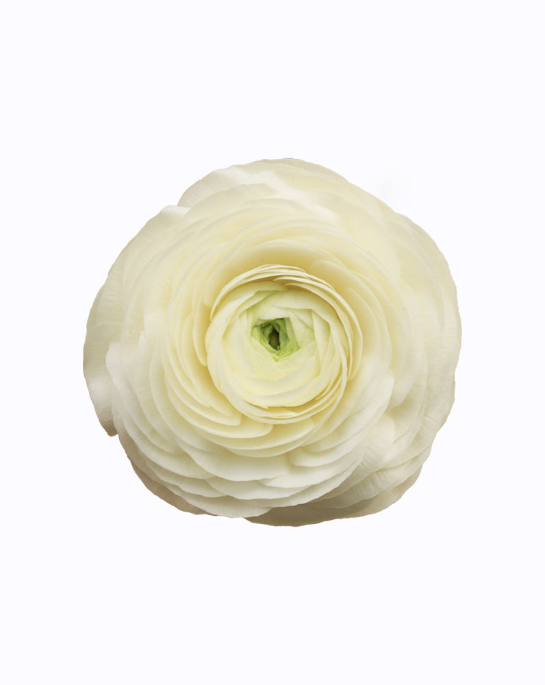 Elegance® Bianco