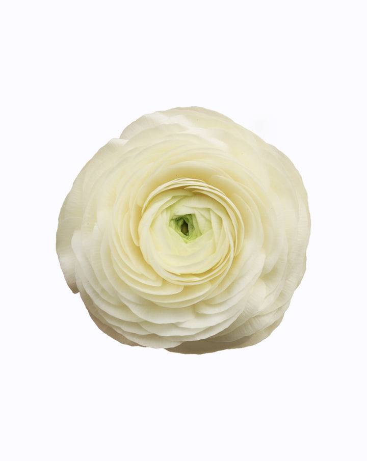 Elegance® Bianco
