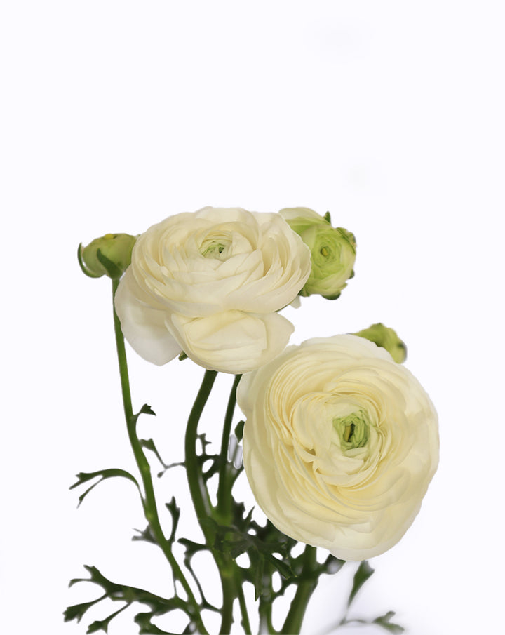 Elegance® Bianco