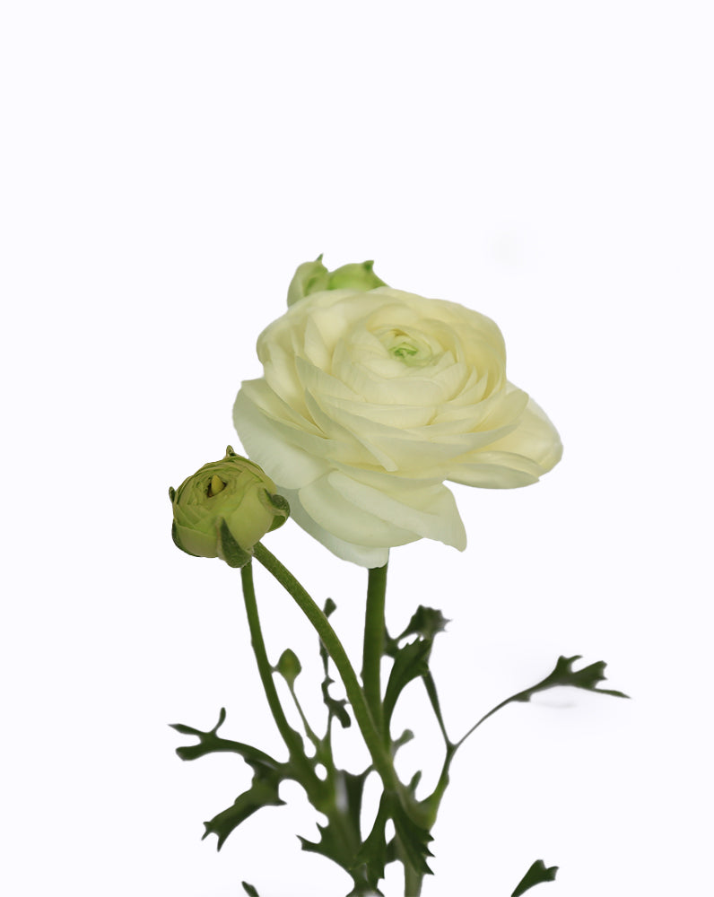 Elegance® Bianco
