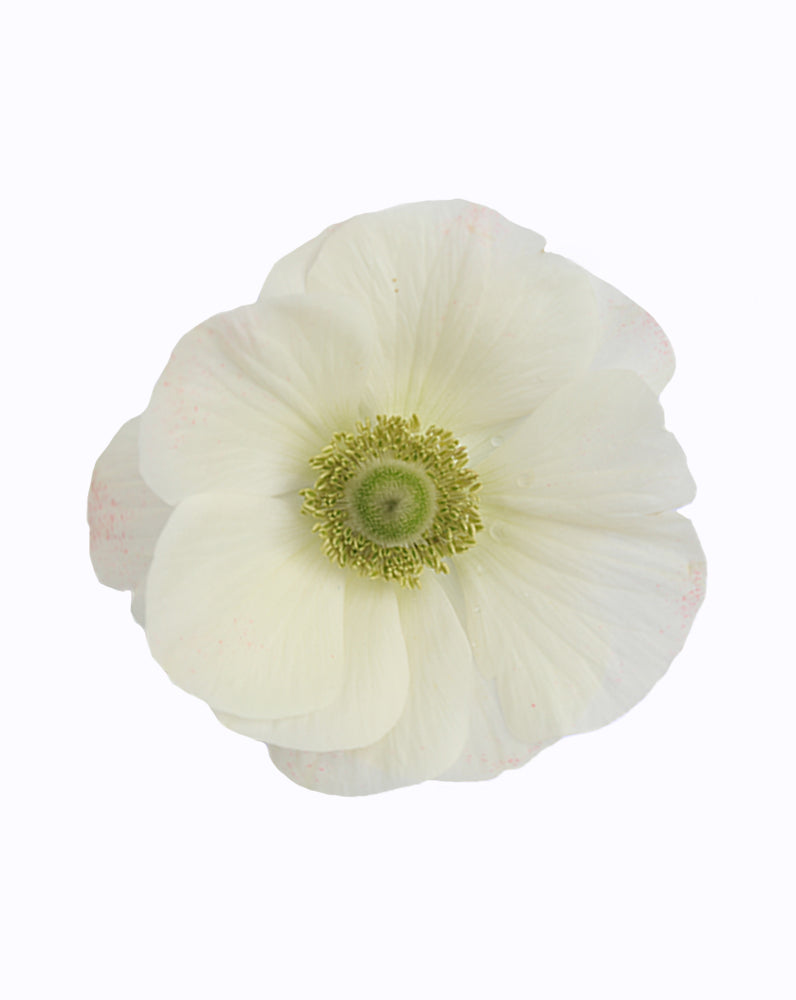 Anemones