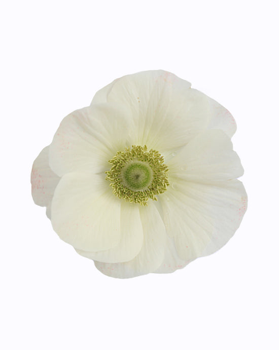Mistral Plus® Bianco