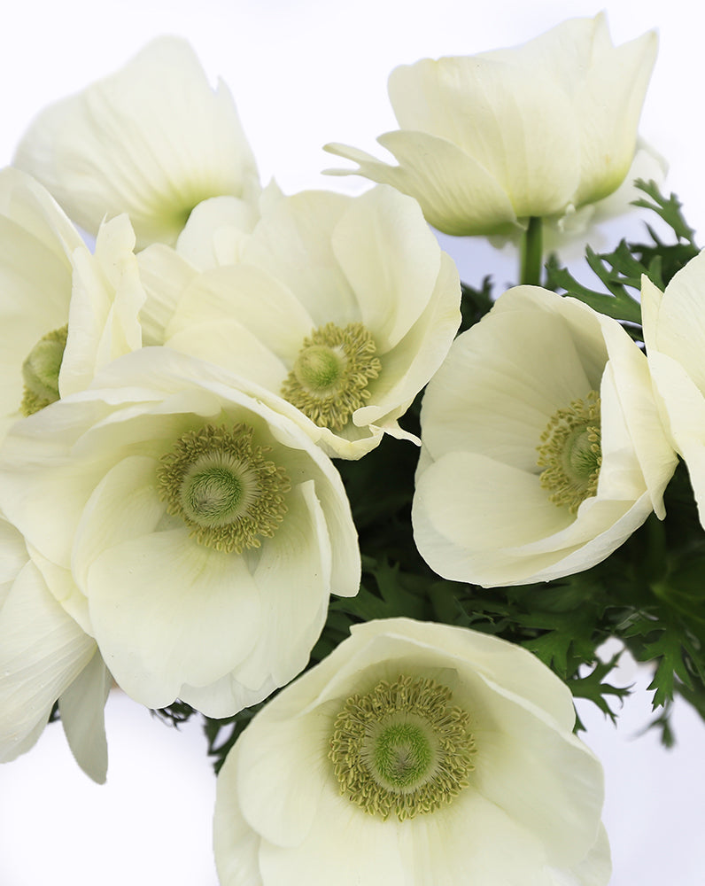 Mistral Plus® Bianco