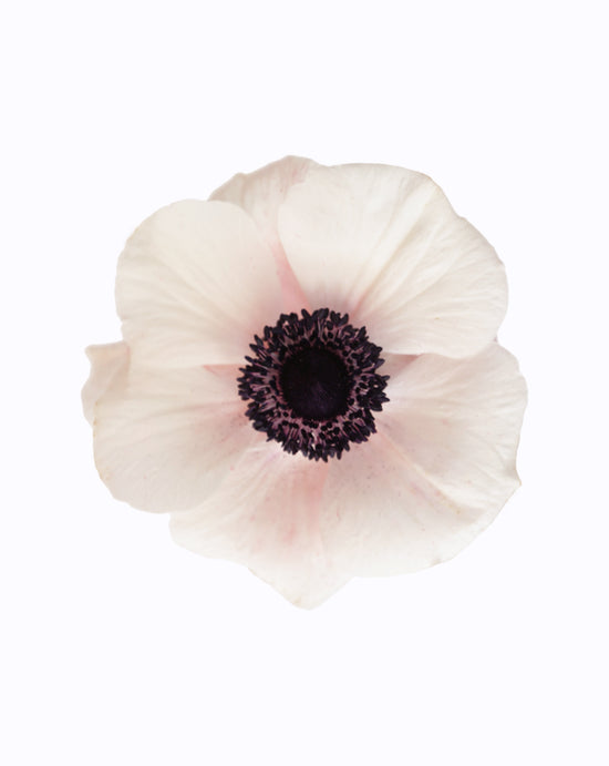 Mistral Plus® Blush
