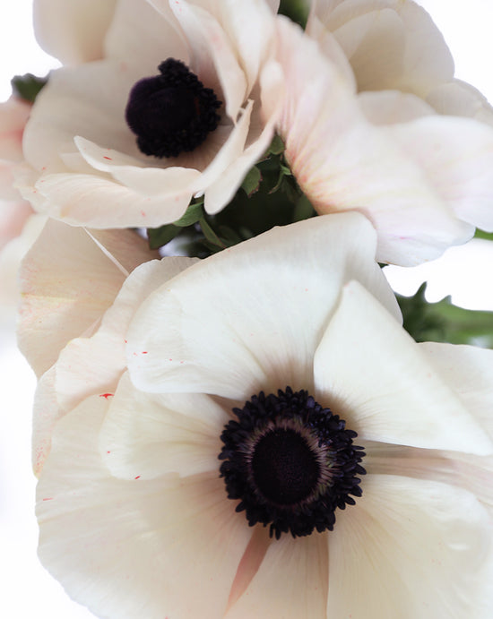 Mistral Plus® Blush