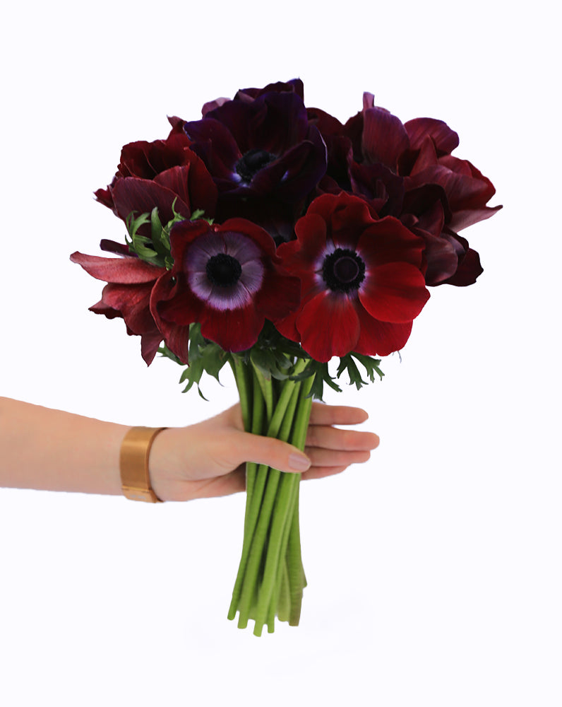 Mistral® Bordeaux