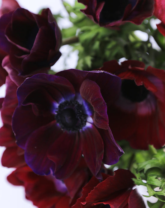 Mistral® Bordeaux