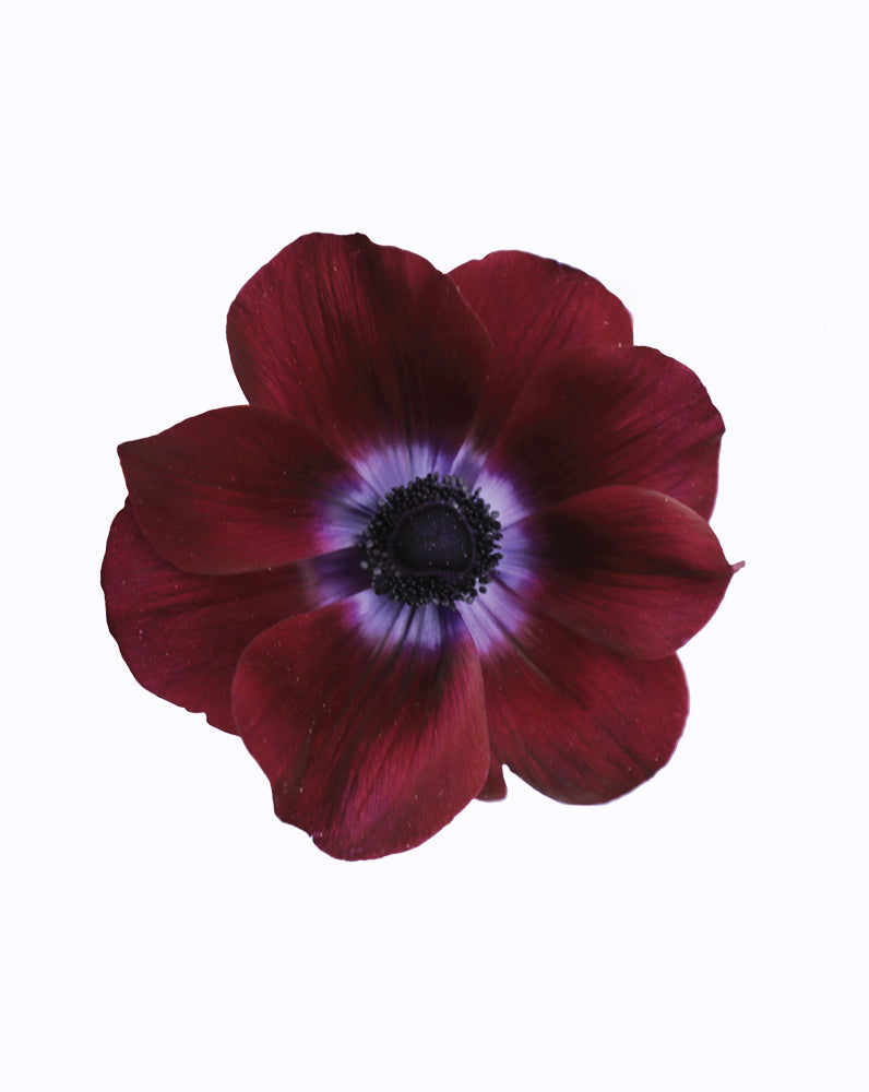 Mistral® Bordeaux
