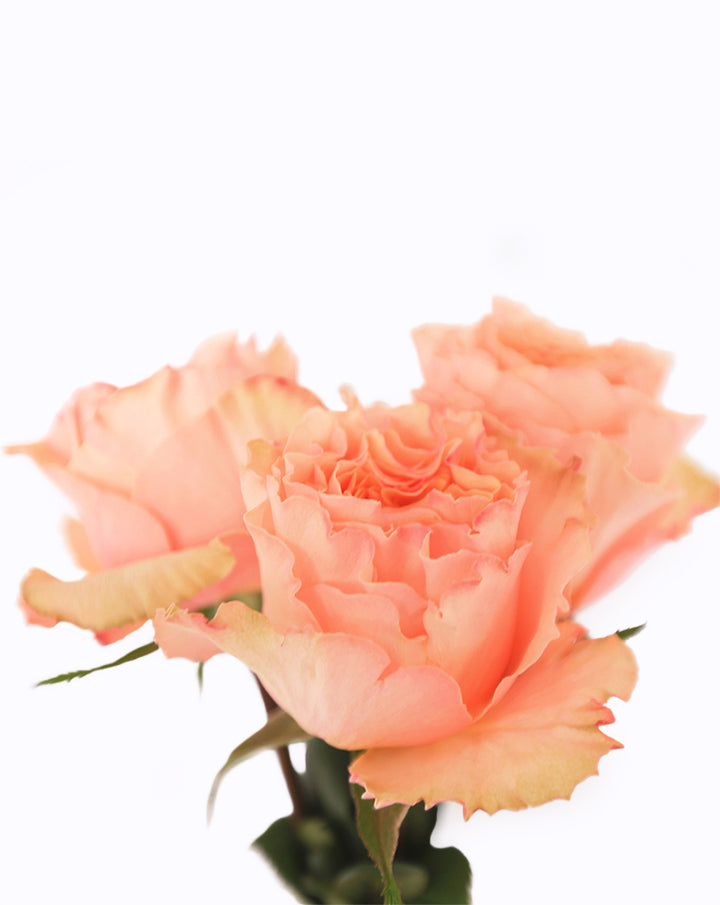 Campanella Peach