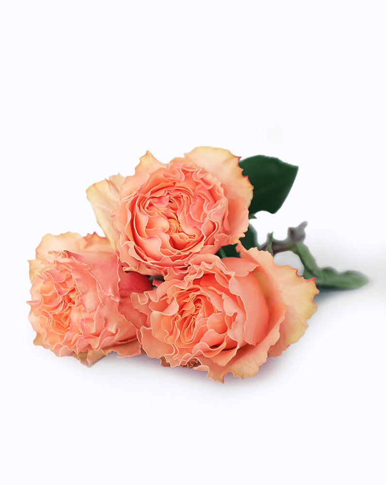Campanella Peach