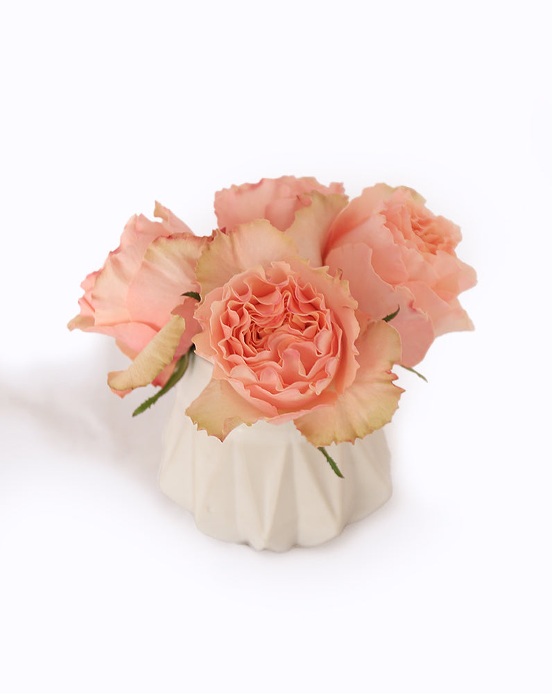Campanella Peach