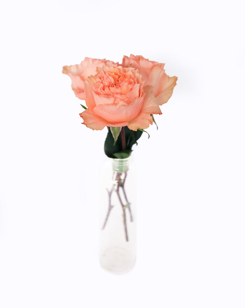 Campanella Peach
