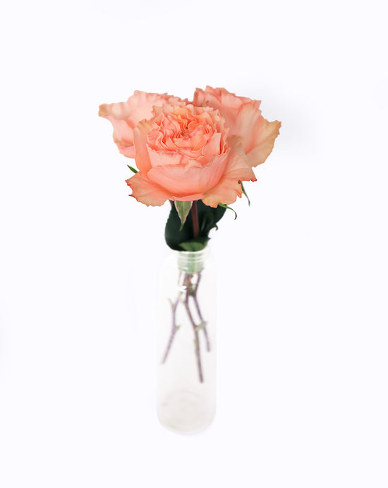 Campanella Peach