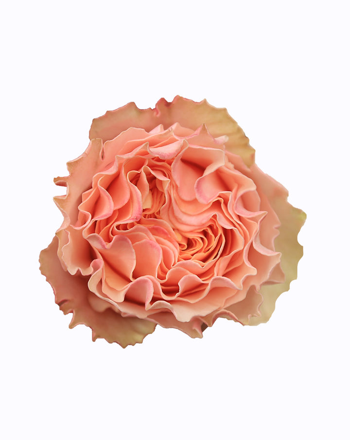 Campanella Peach