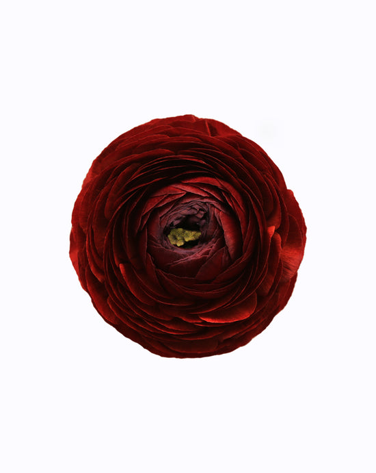 Elegance® Cioccolato