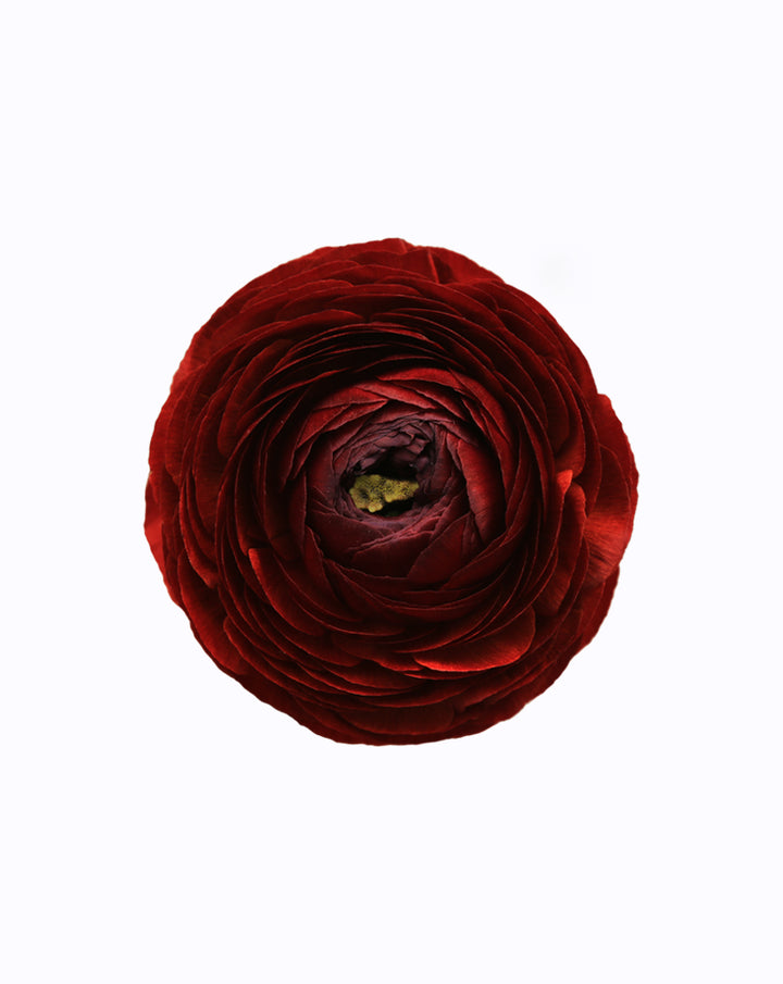 Elegance® Cioccolato