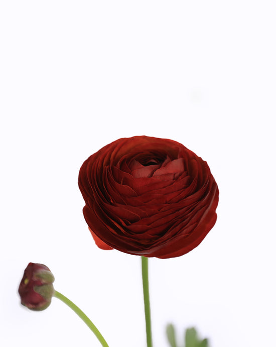 Elegance® Cioccolato