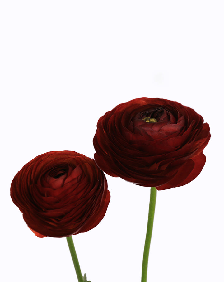 Elegance® Cioccolato