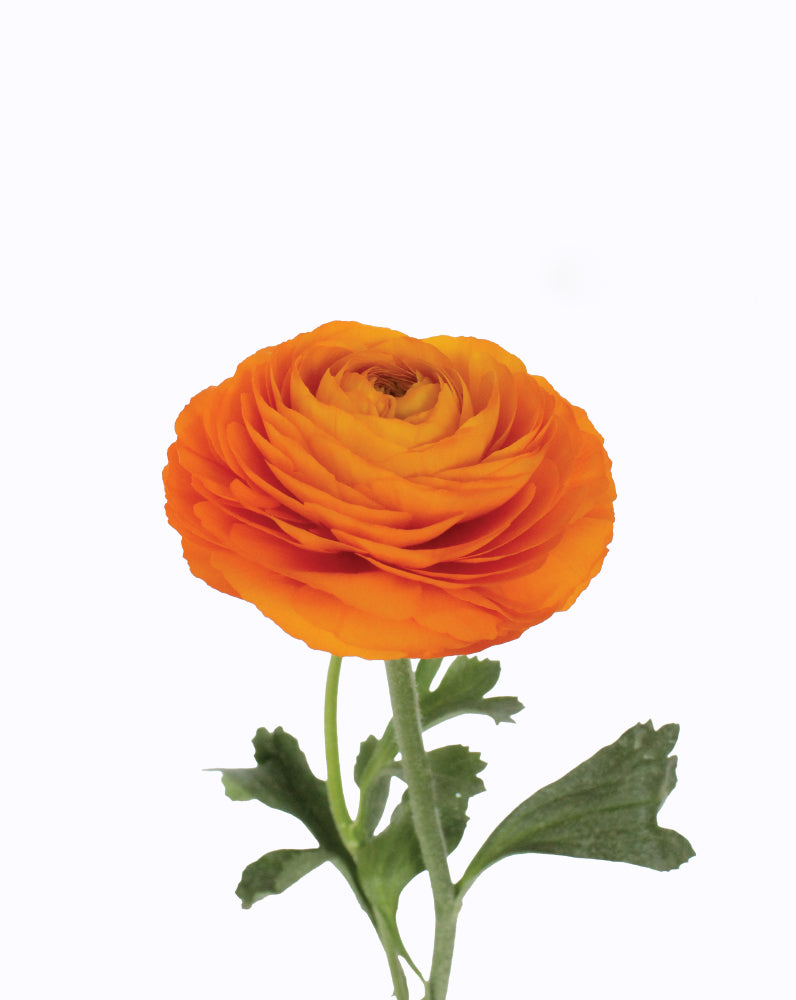 Elegance® Clementine