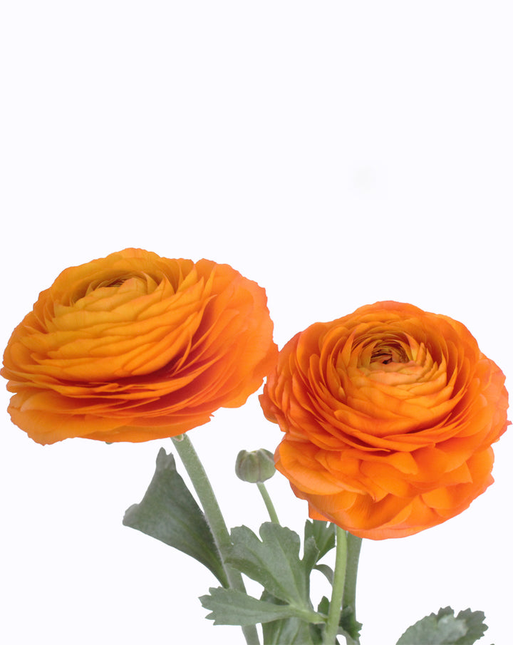 Elegance® Clementine