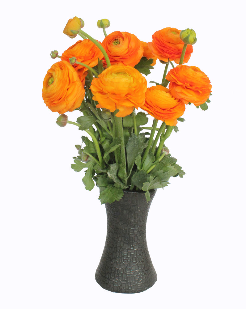 Elegance® Clementine