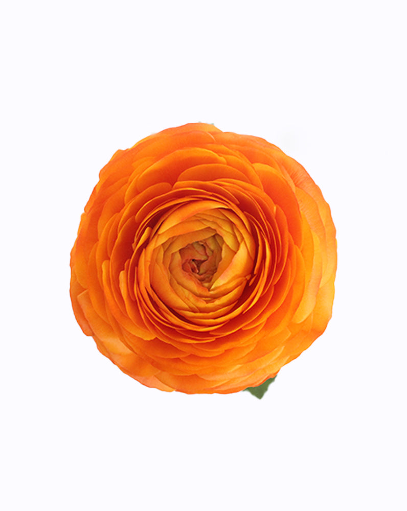 Elegance® Clementine