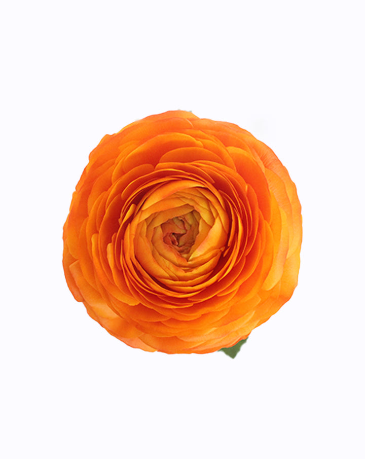 Elegance® Clementine