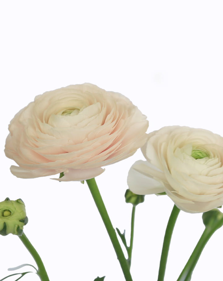 Cloni® Success® Hanoi