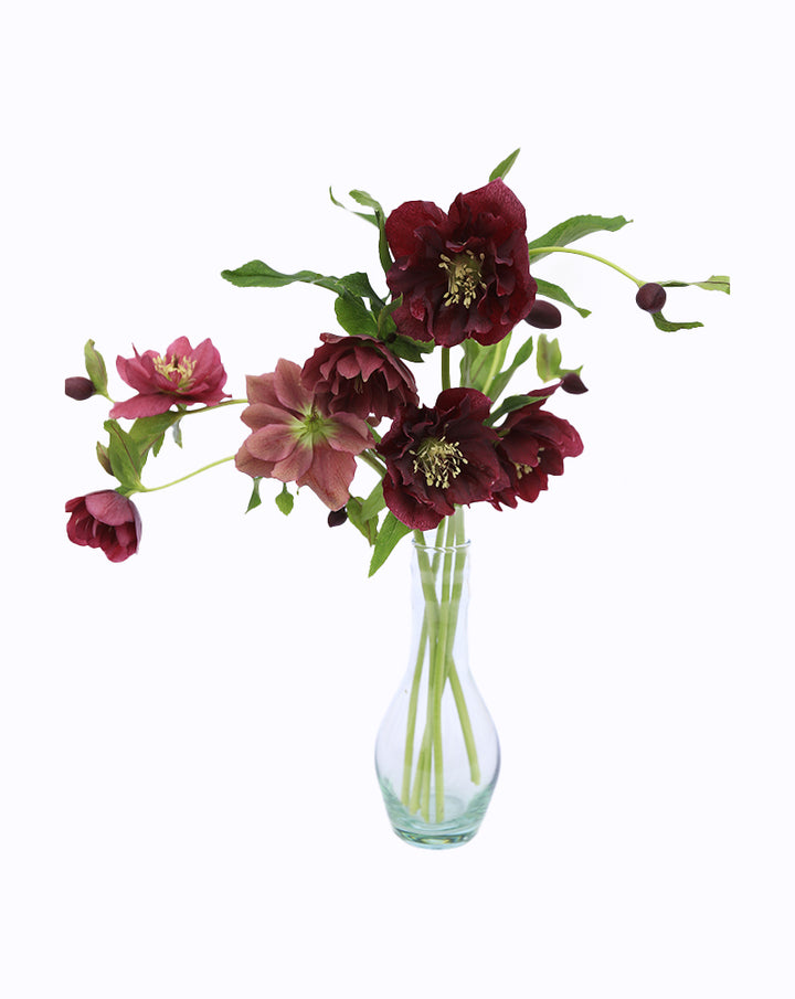 Double Ellen® Red