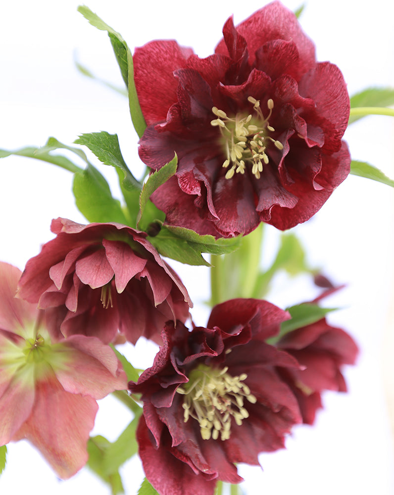 Double Ellen® Red