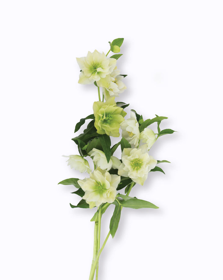 Double Ellen® White