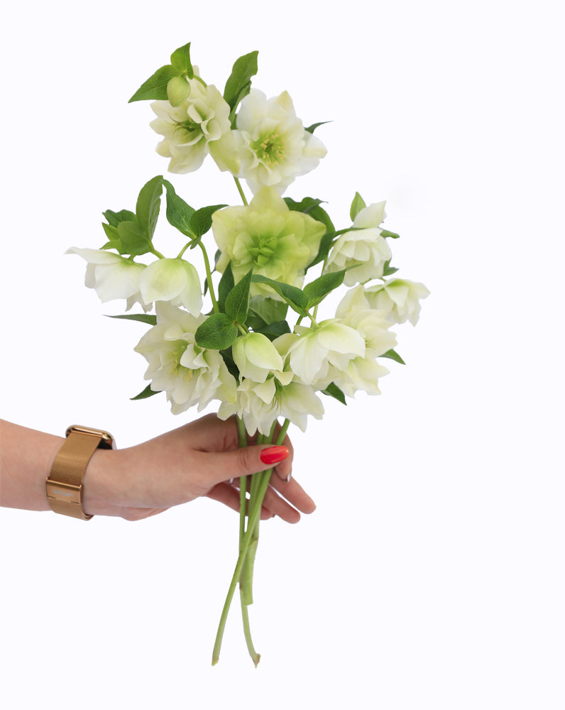 Double Ellen® White
