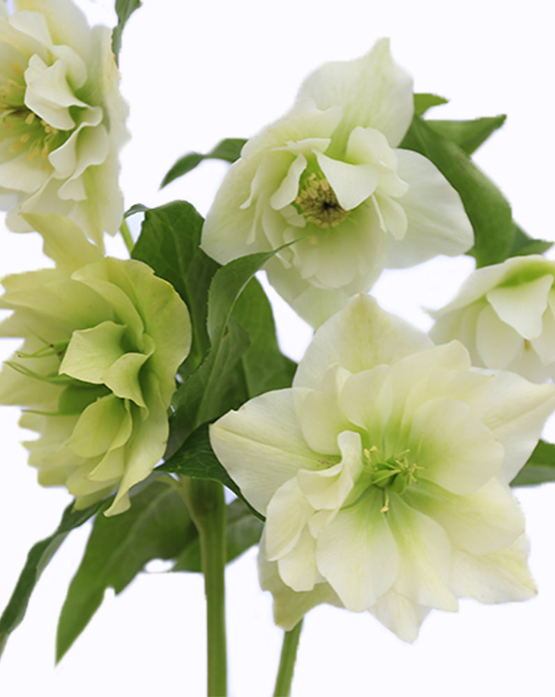 Double Ellen® White