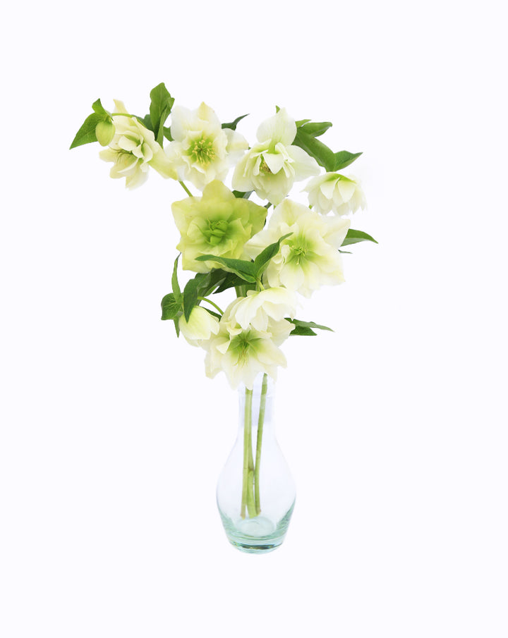 Double Ellen® White