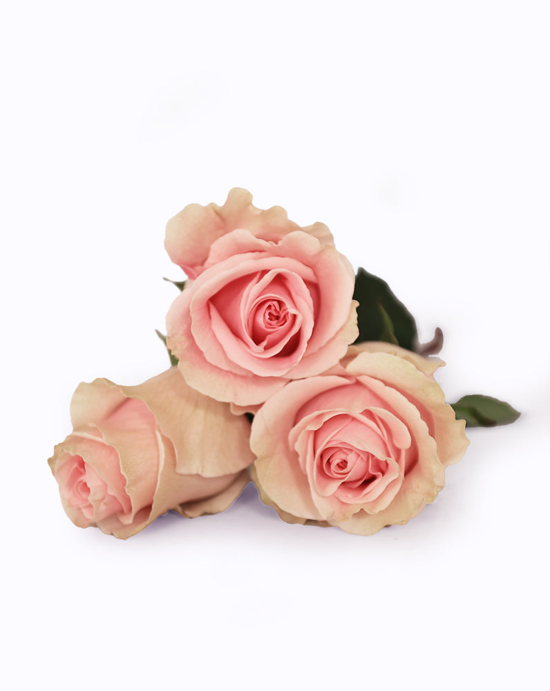Duchesse