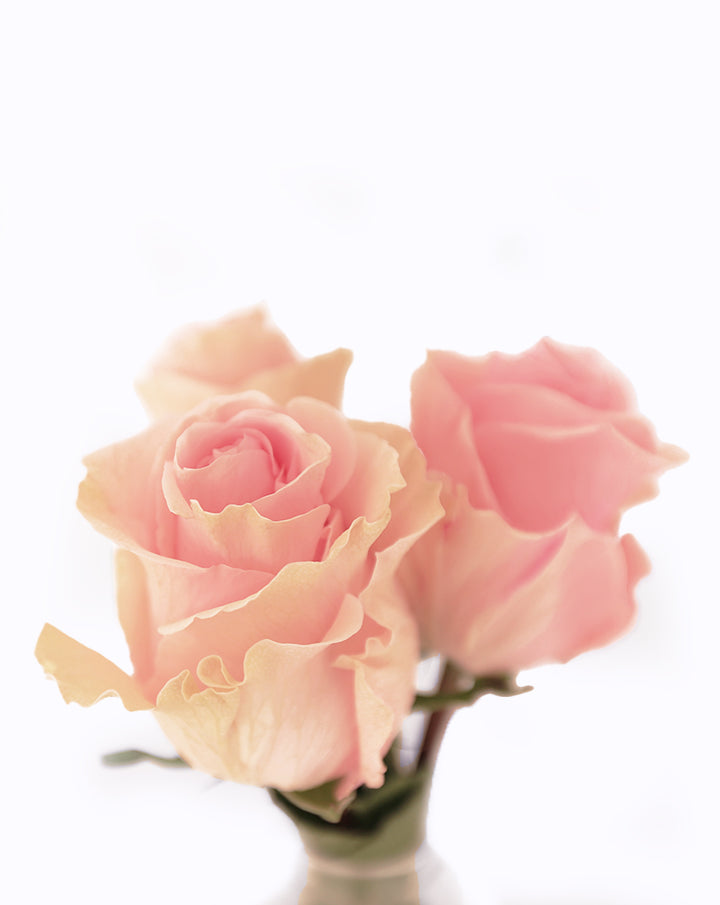 Duchesse