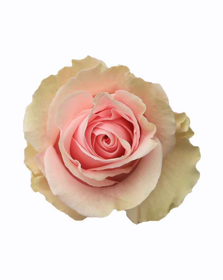 Duchesse