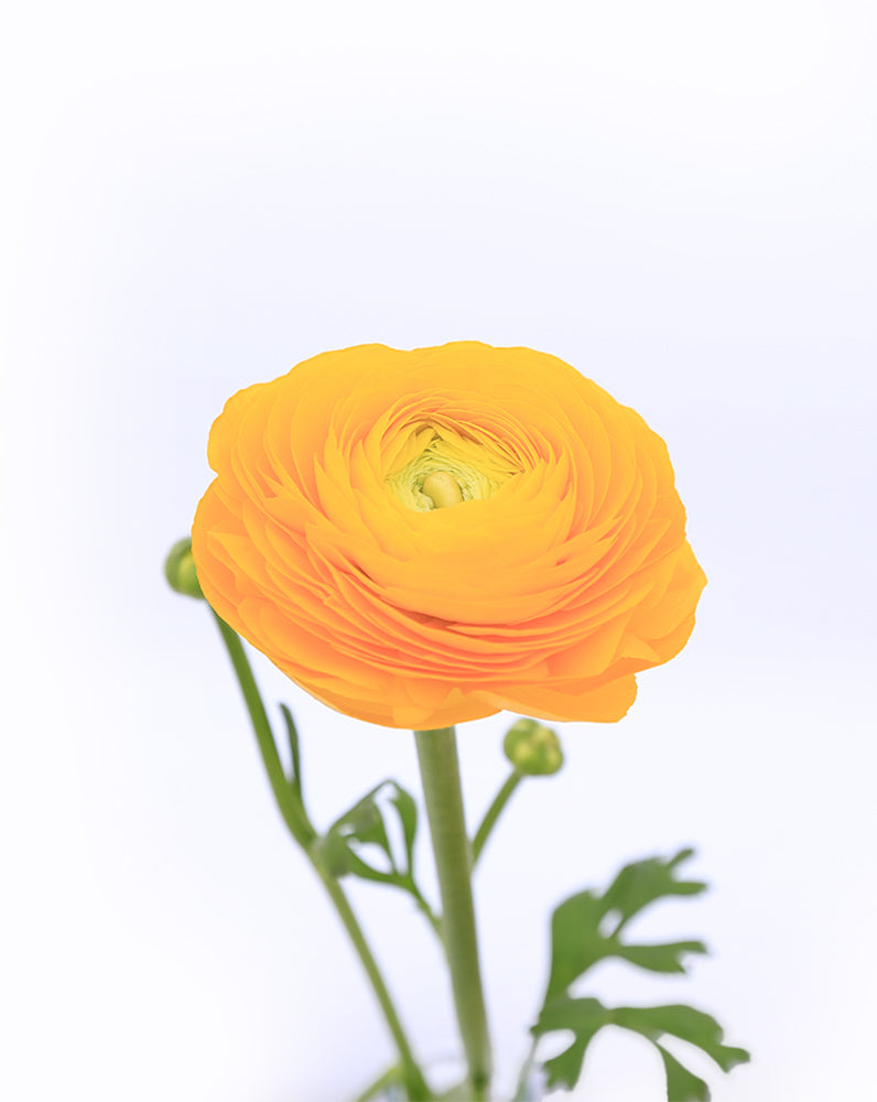 Elegance® Giallo