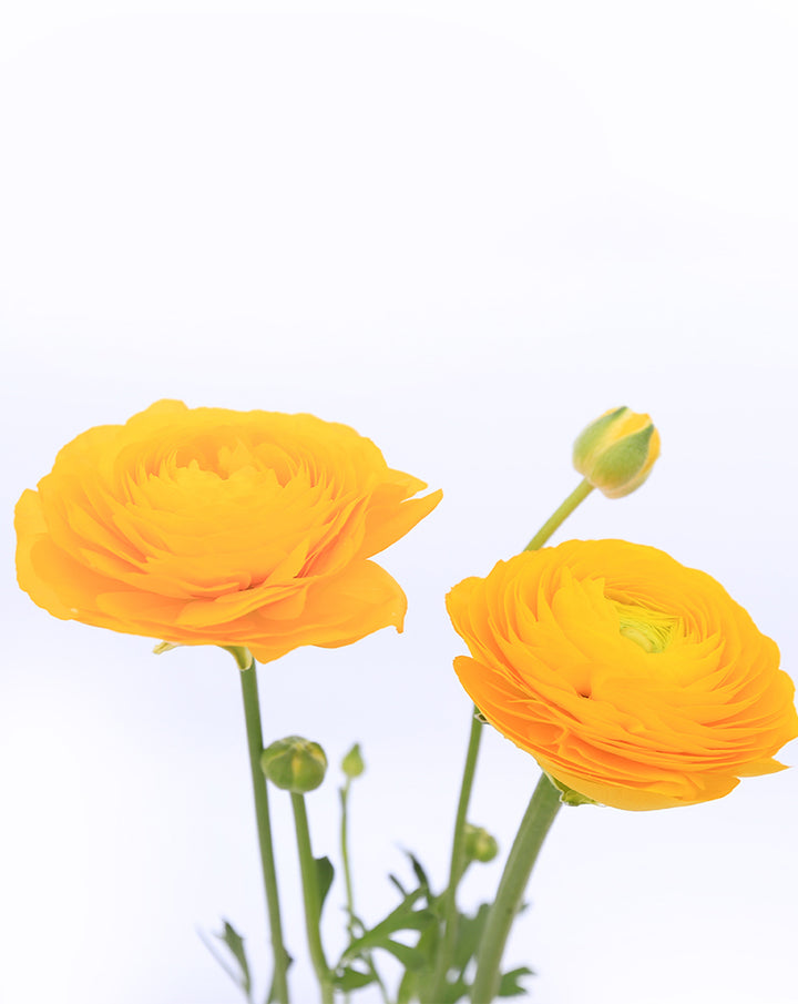 Elegance® Giallo