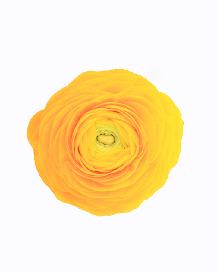 Elegance® Giallo
