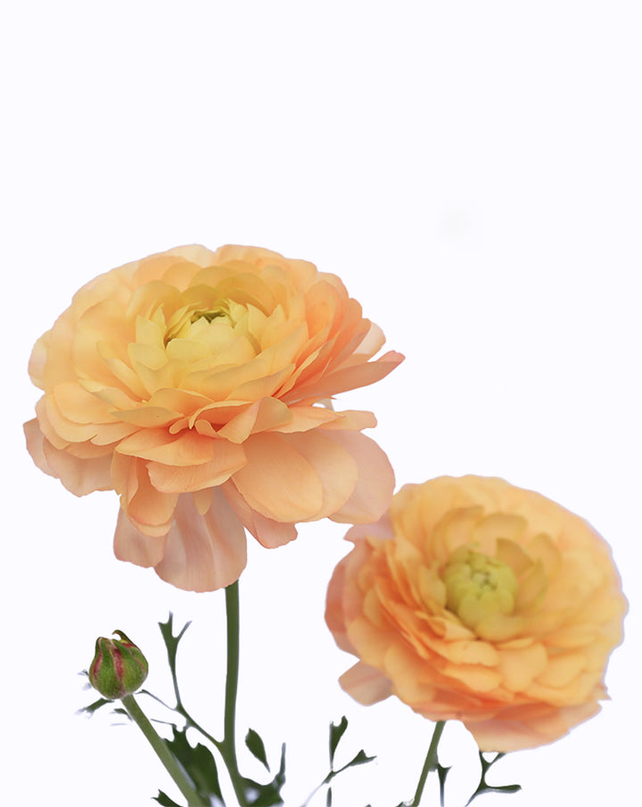 Cloni® Success® Grand Pastel