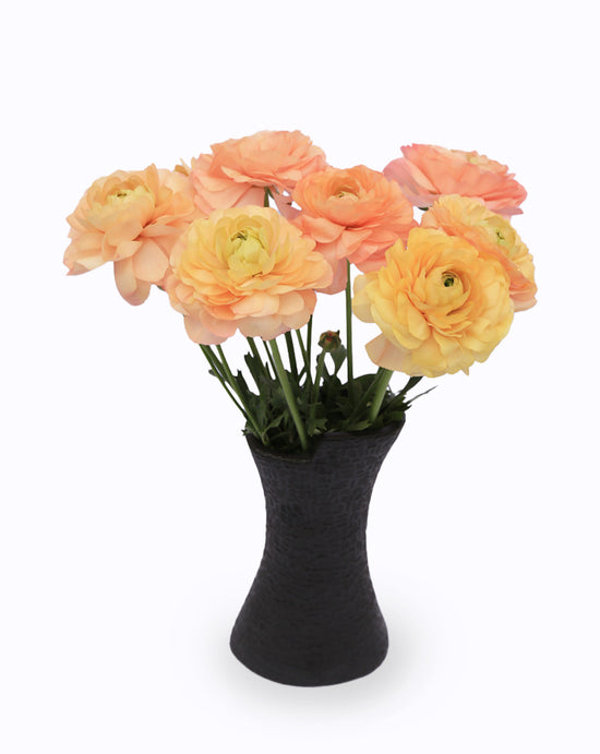 Cloni® Success® Grand Pastel